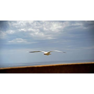 Picture of Free Soul